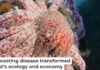 A sunflower sea star may be about to snack on some sea urchins in California. Brent Durand/Moment via Getty Images